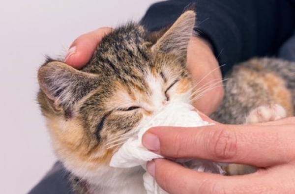Flu Kucing